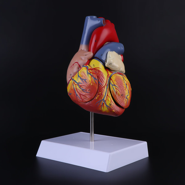 Demonterad Anatomisk Mänskligt Hjärta Modell Anatomi Medicinsk Viscera Organ Medical