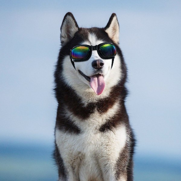 Anti-UV-solglasögon för hundar för medelstora små hundar Vindtäta hundar Glasögon Lång nos Hundar Glasögon Justerbara valpglasögon