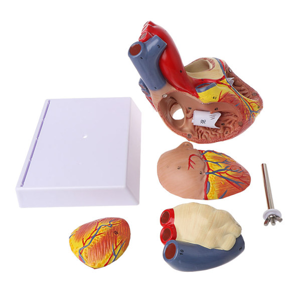 Demonterad Anatomisk Mänskligt Hjärta Modell Anatomi Medicinsk Viscera Organ Medical