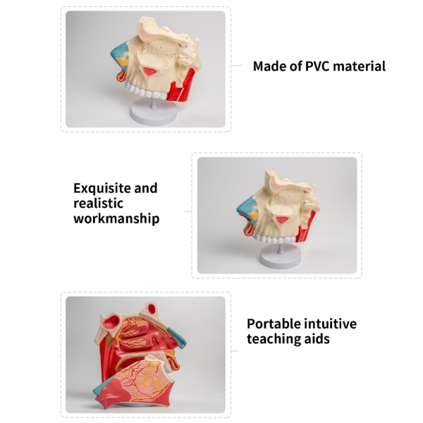 Human näshålans anatomimodell för sjukdomsstudie, anatomisk näshålamodell för skolmedicinska läromedel