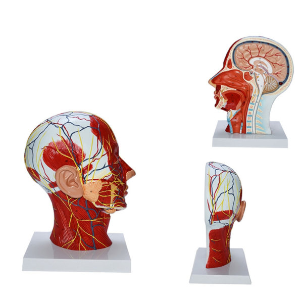 Människohuvud Ytlig neurovaskulär modell med muskel neurovaskulär anatomisk huvudmodell för medicinsk anatomiutbildning