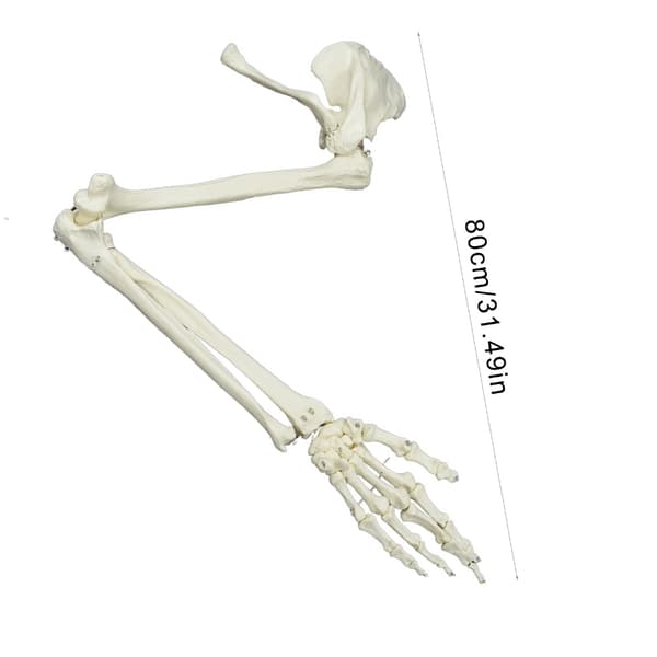Livsstørrelse Menneskelig Armledsmodel Armskeletmodel Anatomisk Armmodel til Studie