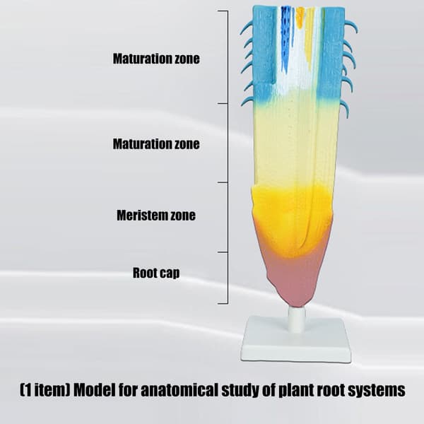 Realistisk planterods anatomi-model Anatomisk planterodsmodel til læring