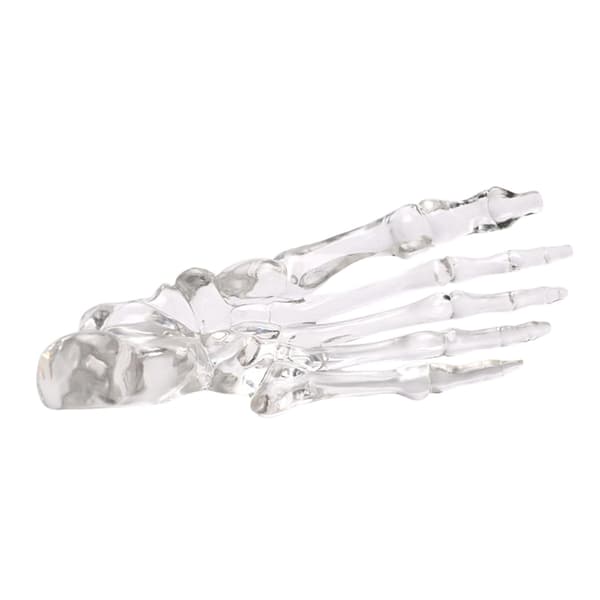 Anatomisk fod- og ankelskeletmodel Klar venstre fodledsskeletmodel