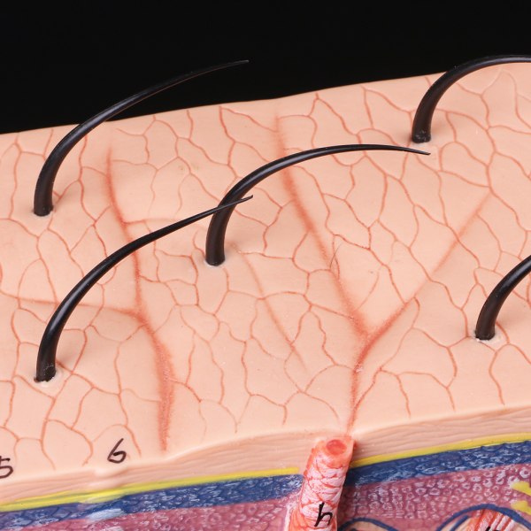 Mänsklig hud modellblock förstorad plast anatomisk anatomi medicinskt läromedel