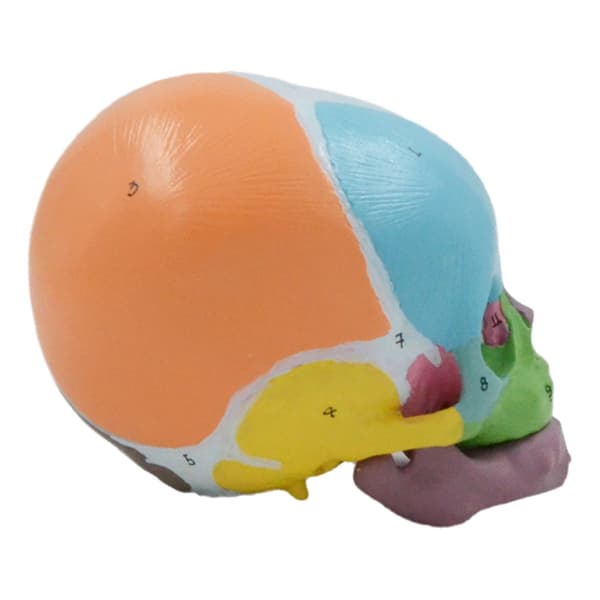 Babyhovedkraniummodel, babyskeletmodel til sygdomsstudier