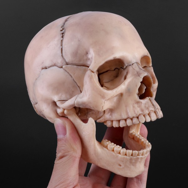 15 st/ set 4D demonterad skalle Anatomisk modell Löstagbar medicinsk undervisning också