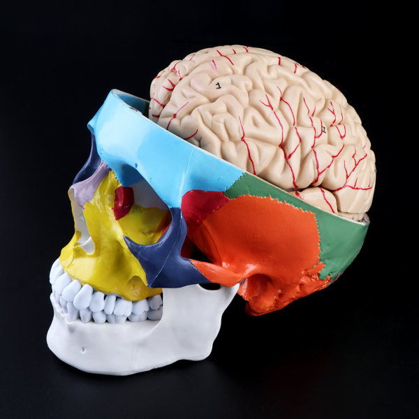 Skala 1:1 Färgglad mänsklig vuxen för huvudmodell med hjärnstammens anatomi Medicinsk Te
