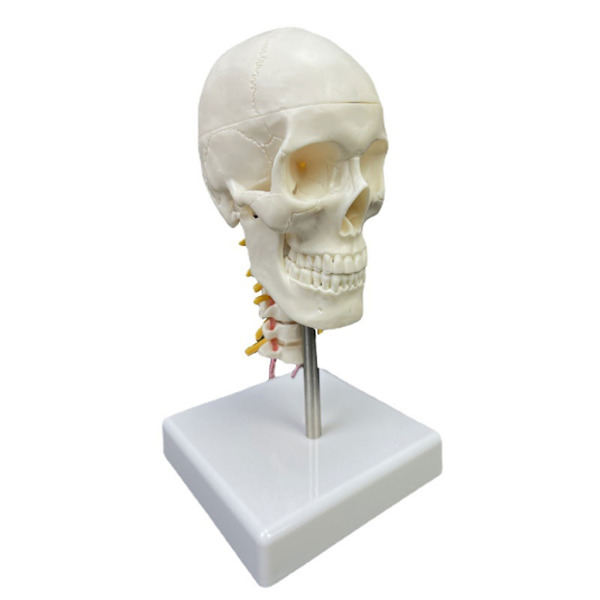 Menneskekranie med halshvirvel Anatomisk Model Skulptur Medicinsk Forsyning til Videnskab Klasseværelse Studie Undervisningsmodel