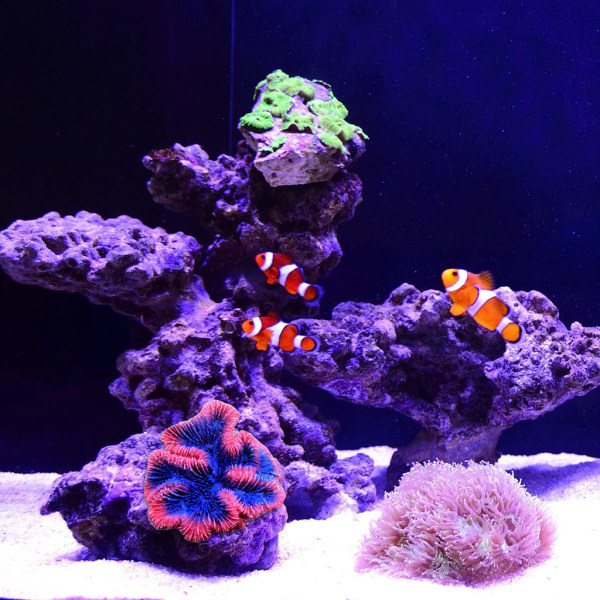 Konstgjord korallväxt Polyresin Korallrev prydnader Akvarium dekoration för fisk för tank Landskap dekoration 4,7"x4,1"x2"