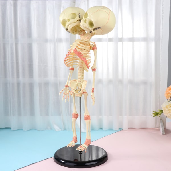 37 cm Mänsklig dubbel för huvudet Baby skalle Skeleton Anatomy Brain Display Study Teach