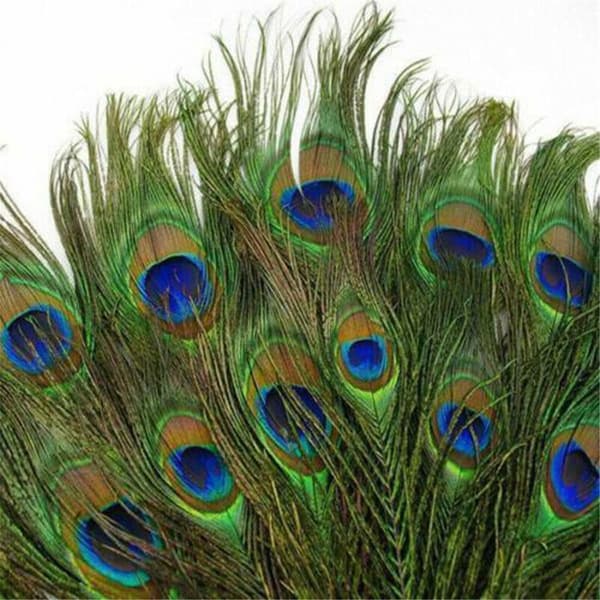 30 kpl Peacock Feather Natural Feather Tail