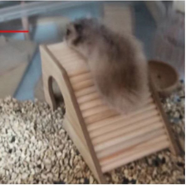 Hamster landskapstillbehör Hamster staket trappa leksak