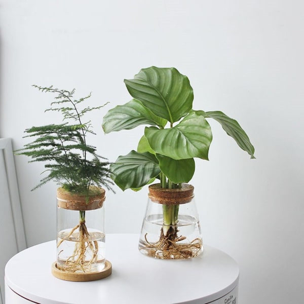 Hydroponisk blomkruka Hemmaglasvas E E E