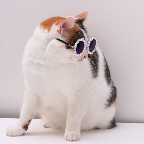 Katte Solbriller Perle Glaesser SORT-L SORT-L Black-L