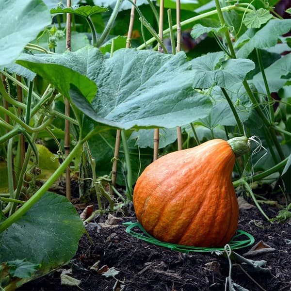 Ställning för vattenmelon, grönsaker, trädgårdsställning BLÅ Blue