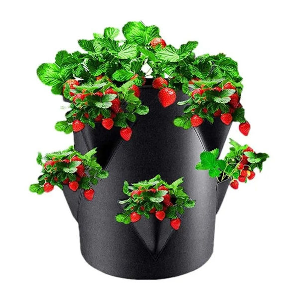 Puutarhanistutuskassi Mansikan kasvatuskassi 7 GALLONIA 30X35CM 7 7 Gallons 30x35cm