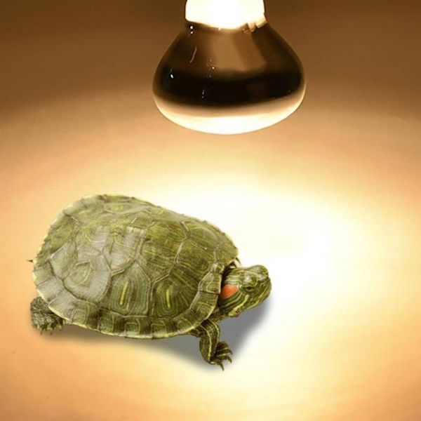 Lämpötilansäädin Matelijan lämmityslamppu 25W 25W 25W