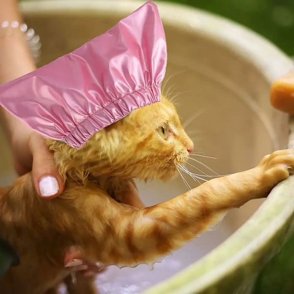 Cap för husdjur Katt Vattentät cap ROSA M Pink M