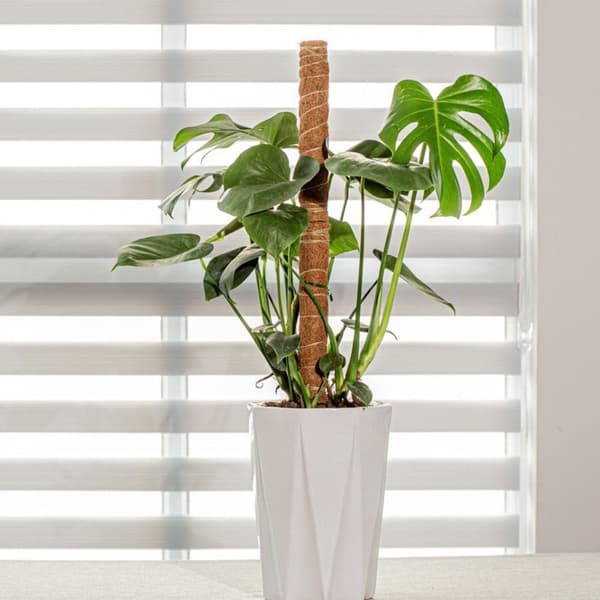 Mossstöd Växtklätterstolpe 32CM-PVC 32CM-PVC 32CM-PVC