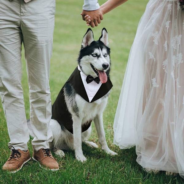 Dog Tuxedo Dog Suit Vintage Design