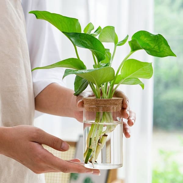 Hydroponisk Blomkruka Hem Glasvas I I I