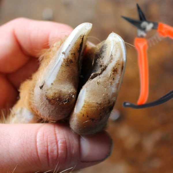 Hoof Trimming Sakset Kynsileikkurit oksasakset