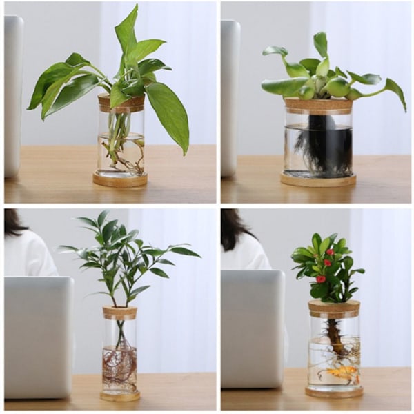 Hydroponisk Blomkruka Hem Glasvas B B B