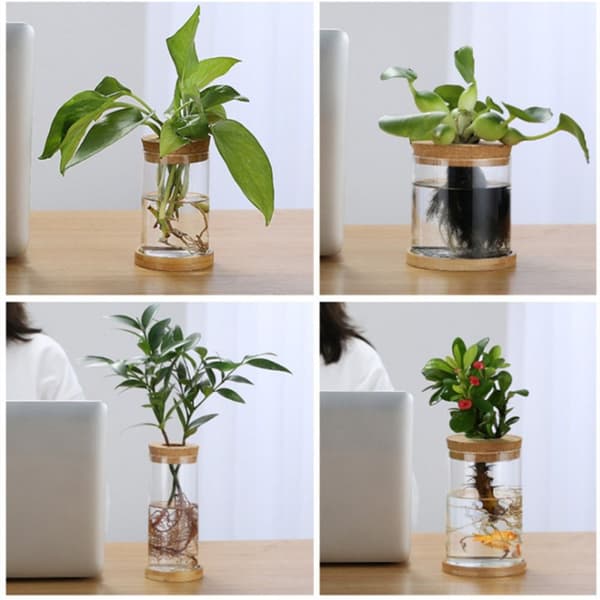 Hydroponisk Blomkruka Hem Glasvas G G G