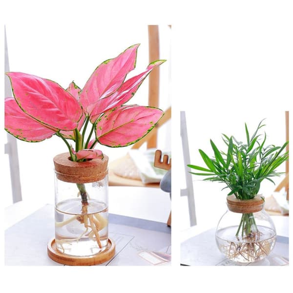 Hydroponisk Blomkruka Hem Glasvas C C C