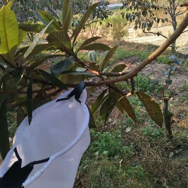 Fruktfanger Fruktkolleksjonspose Fruktplukker