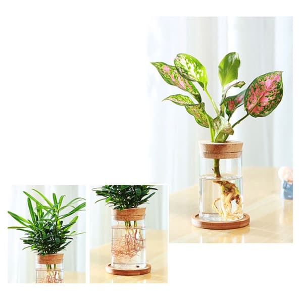 Hydroponisk Blomsterpotte Hjem Glasvase C C C