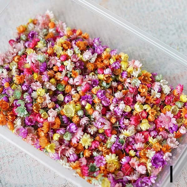 Ægte tørrede blomster til gør-det-selv kunsthåndværk Epoxyharpiks Lysfremstilling Je farve 710 blomsterhoveder