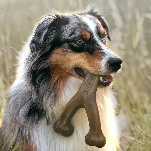 Durable chew toy for dogs with strong chewing behavior, real flavors