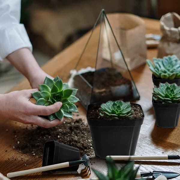 Planting Pots - Unspecified - 7cm - Reusable Plastic - Square - 50 pcs