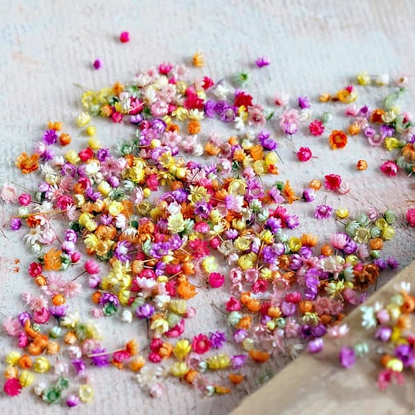 Ægte tørrede blomster til gør-det-selv kunsthåndværk Epoxyharpiks Lysfremstilling Je farve 710 blomsterhoveder
