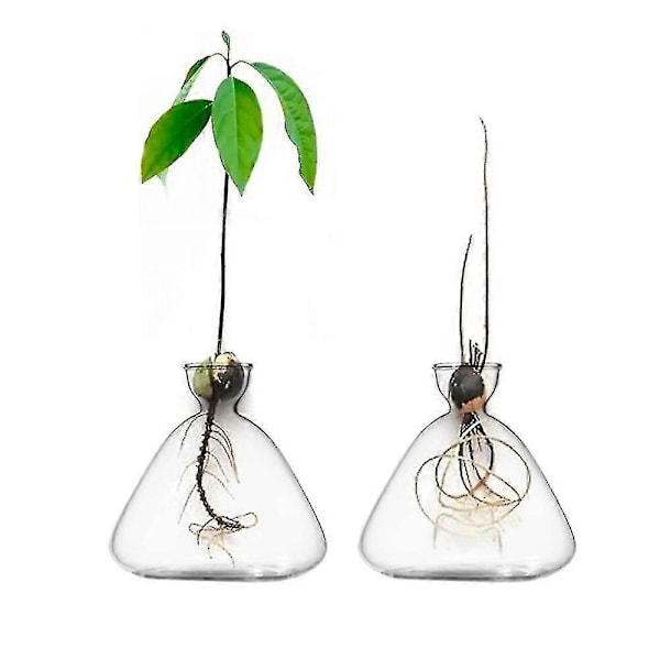 2 stilarter Ny Transparent Frøstarter Vase Til Dyrkning af Frø Dyrkningssæt Avocado Plante Glasvase Gave Til Haveelskere B