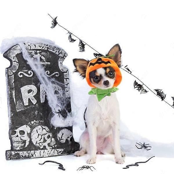 Katter Halloween Gresskarhatt Gresskardemonhette Kattehodeplagg