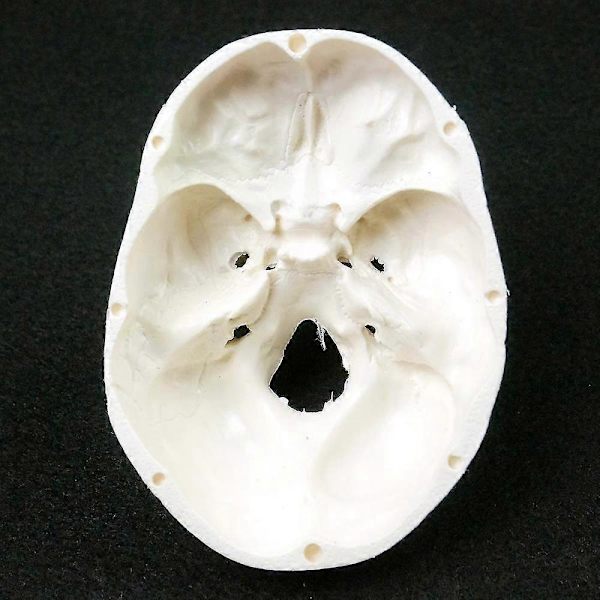 Menneskelig Anatomisk Model Medicinsk Kranium Menneskelig Anatomisk Anatomi Hoved Studerende Anatomi Undervisningsmaterialer Kranium Model QVg OLV