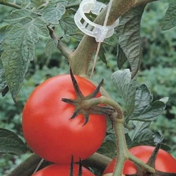 Planteklemmer til plantesupport/trellis 100-pak Gr Transparent