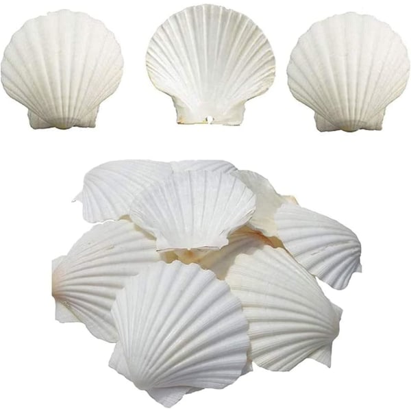 16 kpl White Scallops Shell 3-4 tuuman simpukankuoret, suuret luonnolliset meren rannalta peräisin olevat simpukankuoret askarteluun DIY-kalasäiliömaljakon täyteaineeseen