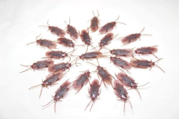 24-pack Falska Kackerlackor i Plast - Skämtkackerlackor, Gag Gifts