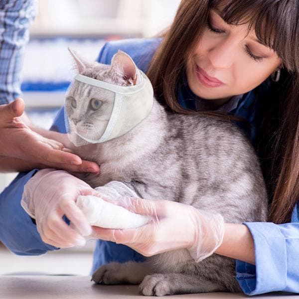 Kattmunkorg för pälsvård och behandling Vit M Vit M