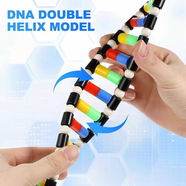 DNA-modelsæt, undervisningshjælpemiddel model DNA dobbelt helix molekylært sæt displaystruktur til skoleelev videnskabsundervisning pædagogisk læring