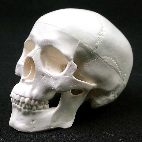 Menneskelig Anatomisk Model Medicinsk Kranium Menneskelig Anatomisk Anatomi Hoved Studerende Anatomi Undervisningsmaterialer Kranium Model QVg OLV