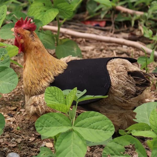 Kyllingesadel, Kyllingevingebeskytter, Kyllingerygbeskytter, Kylling A