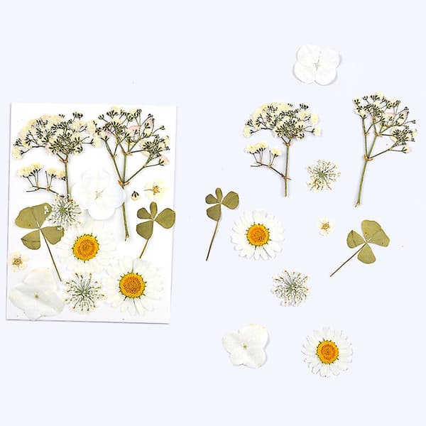 Tørrede pressede blomster kunstforsyninger tørrede blomster urter kit til scrapbooking DIY lysdekoration White