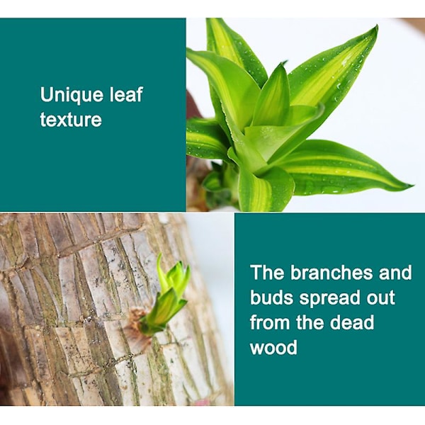 Mini brasiliansk træpotteplanter Ren luft Lykkelig træplantepotte Hydroponiske planter Hydroponisk træ 7-8 Cm