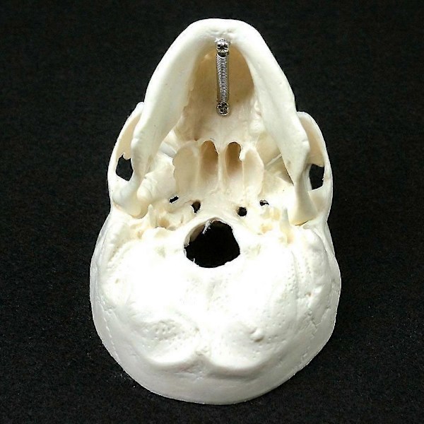 Menneskelig Anatomisk Model Medicinsk Kranium Menneskelig Anatomisk Anatomi Hoved Studerende Anatomi Undervisningsmaterialer Kranium Model QVg OLV