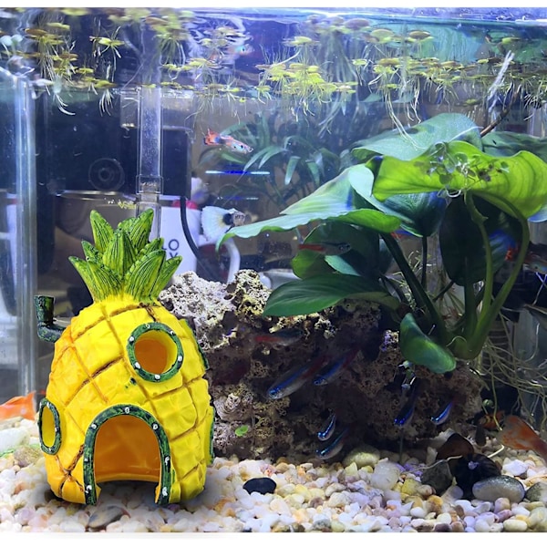 Akvarium dekorasjon, Ananashus, undervannslandskap